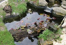 This is the water lily root mass after I popped it up on one edge.  Click for bigger photo.