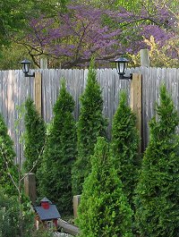 When you look toward these from a normal viewing position, the lamps somewhat obscure the $2 'landscaping timbers' that weren't buried deep enough to resist a high wind or to look right from my side.  Click for bigger photo.