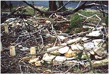 Another view of the tree disaster shown above.  Click for bigger photo.