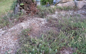 Now that the track is up, you can see just how much real damage these burrowing animals have done to the roadbed over the years. Click for bigger photo.